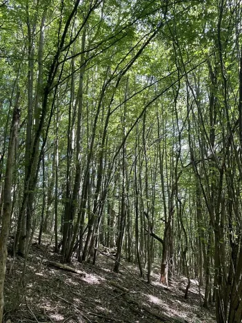 Prodej lesa, Valašská Polanka, 2906 m2