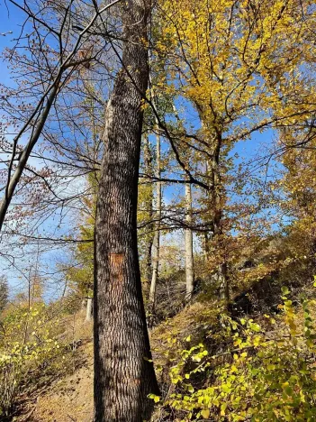 Prodej lesa, Mikulovice, 1838 m2