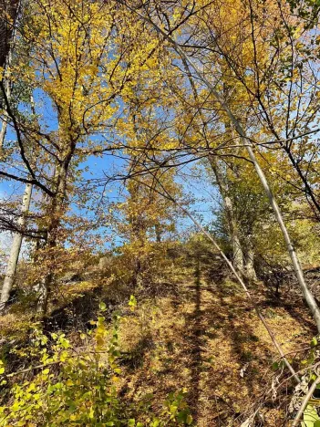 Prodej lesa, Mikulovice, 1838 m2