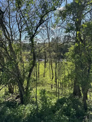 Prodej lesa, Žďárek, 11675 m2