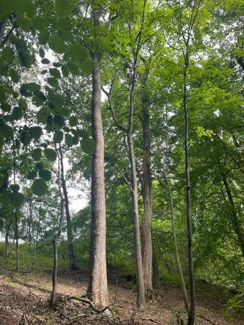 Prodej lesa, Český Těšín, 5193 m2