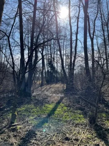 Prodej lesa, Jaroměř, 19276 m2