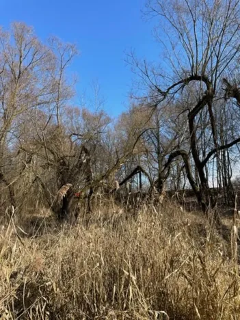 Prodej lesa, Jaroměř, 19276 m2