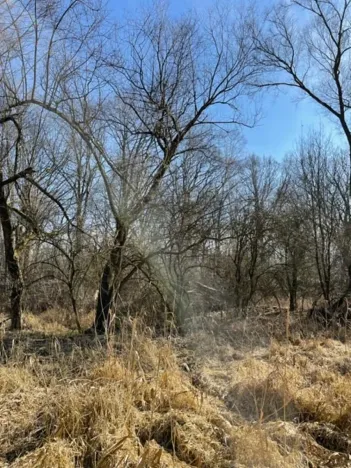 Prodej lesa, Jaroměř, 19276 m2