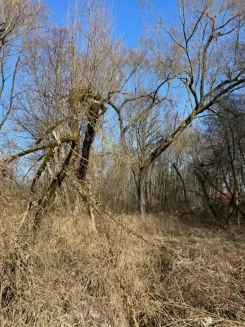 Prodej lesa, Jaroměř, 19276 m2