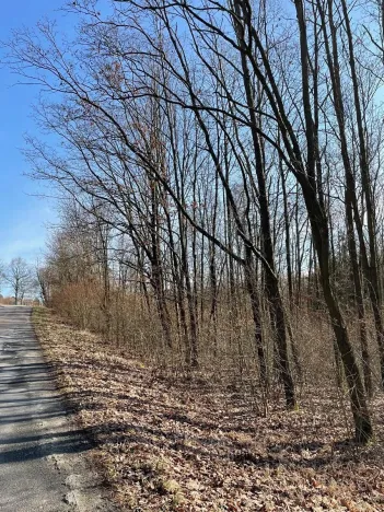 Prodej podílu lesa, Poběžovice u Holic, 4756 m2