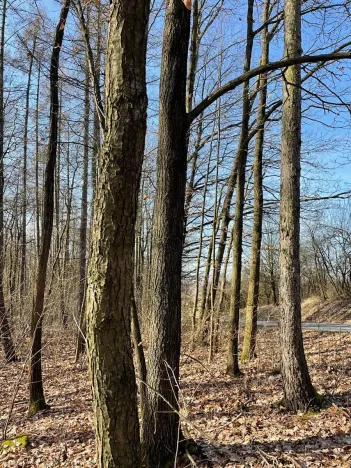 Prodej podílu lesa, Poběžovice u Holic, 4756 m2