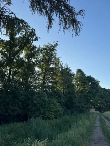 Prodej lesa, Vlašim, 3990 m2