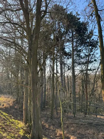 Prodej lesa, Mělnické Vtelno, 14454 m2