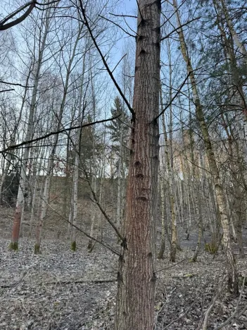 Prodej lesa, Mělnické Vtelno, 14454 m2