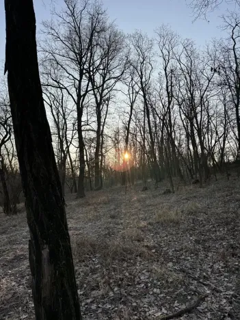 Prodej lesa, Mělnické Vtelno, 14454 m2