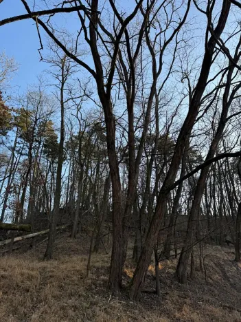 Prodej lesa, Mělnické Vtelno, 14454 m2