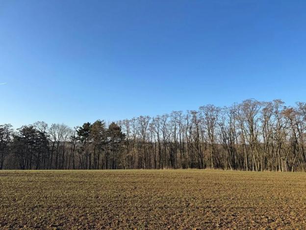 Prodej lesa, Mělnické Vtelno, 14092 m2