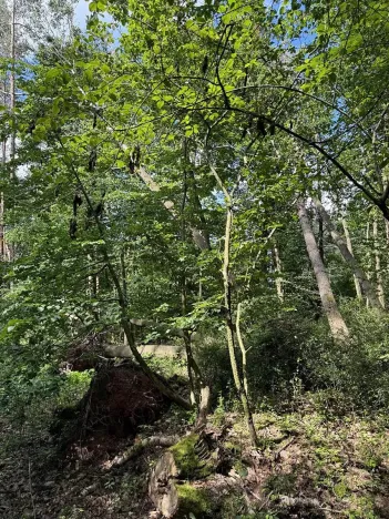 Prodej lesa, Náměšť nad Oslavou, 16948 m2