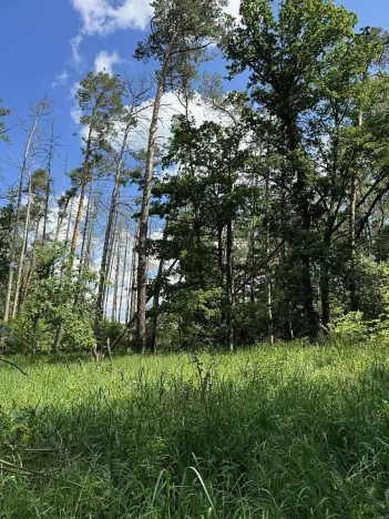 Prodej lesa, Náměšť nad Oslavou, 16948 m2