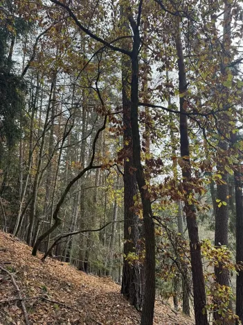 Prodej lesa, Luká, 8606 m2