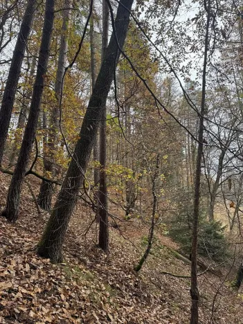 Prodej lesa, Luká, 8606 m2