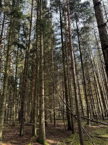 Prodej lesa, Hromnice, 20955 m2