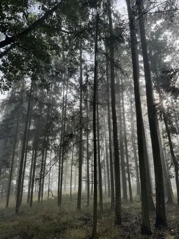 Prodej lesa, Hromnice, 12972 m2