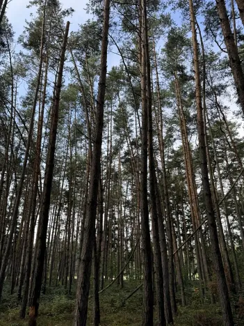 Prodej lesa, Hromnice, 12972 m2