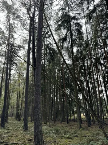 Prodej lesa, Hromnice, 12972 m2