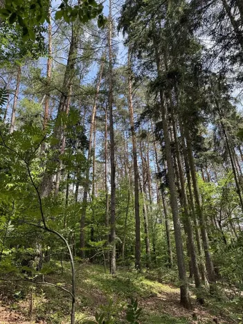 Prodej lesa, Úpice, 7765 m2
