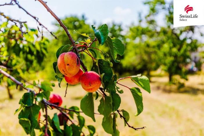 Prodej zahrady, Znojmo, 1587 m2