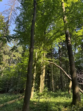 Prodej podílu lesa, Liberk, 5585 m2