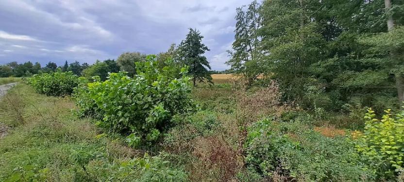 Prodej zahrady, Borek, 3737 m2