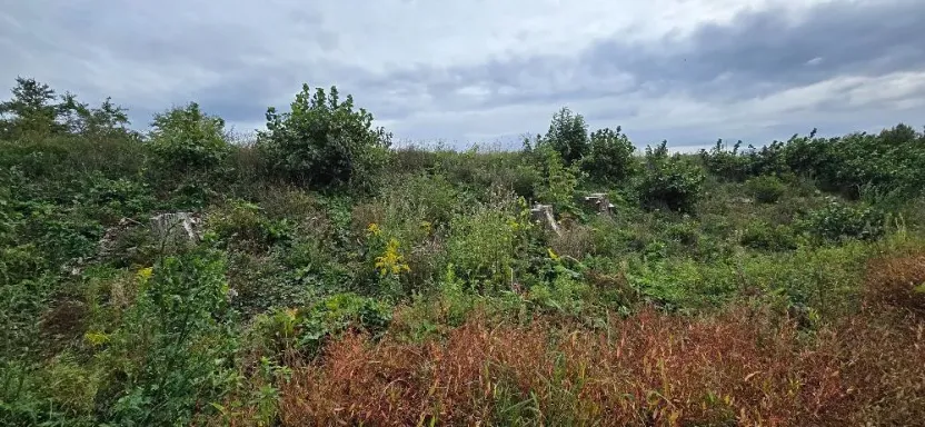 Prodej zahrady, Borek, 3737 m2