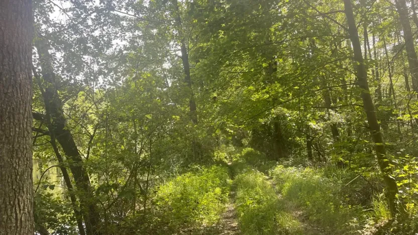 Prodej lesa, Chlum u Třeboně - Žíteč, 389696 m2