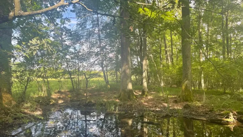 Prodej lesa, Chlum u Třeboně - Žíteč, 389696 m2
