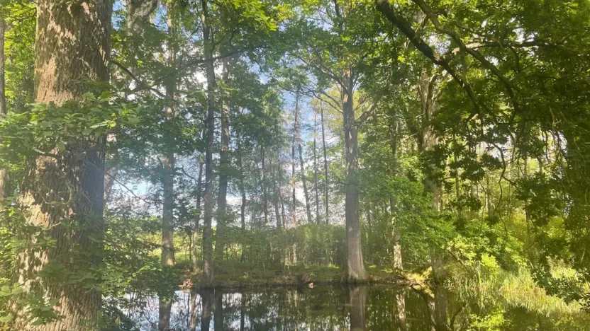 Prodej lesa, Chlum u Třeboně - Žíteč, 389696 m2