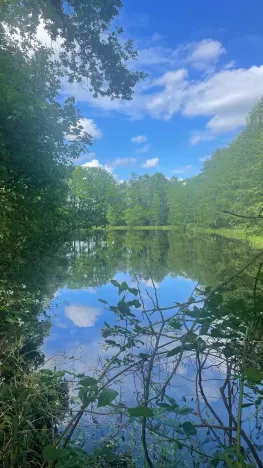 Prodej lesa, Chlum u Třeboně - Žíteč, 360000 m2