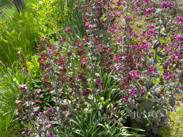 Prodej chaty, Vrchlabí, 12 m2