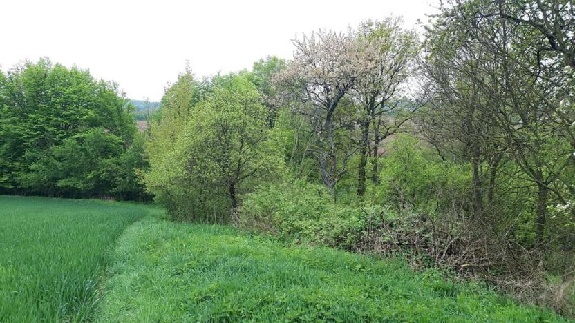 Prodej zahrady, Rohle, 1514 m2