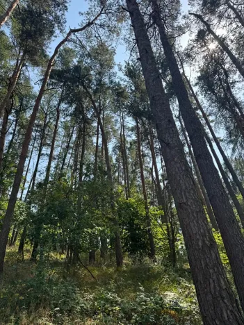 Prodej podílu lesa, Volenice, 3827 m2