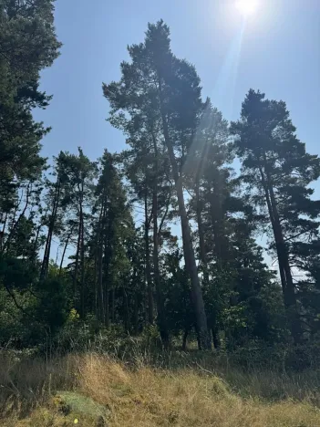 Prodej podílu lesa, Volenice, 3827 m2