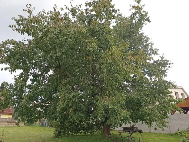 Prodej komerčního pozemku, Radějovice, 1016 m2