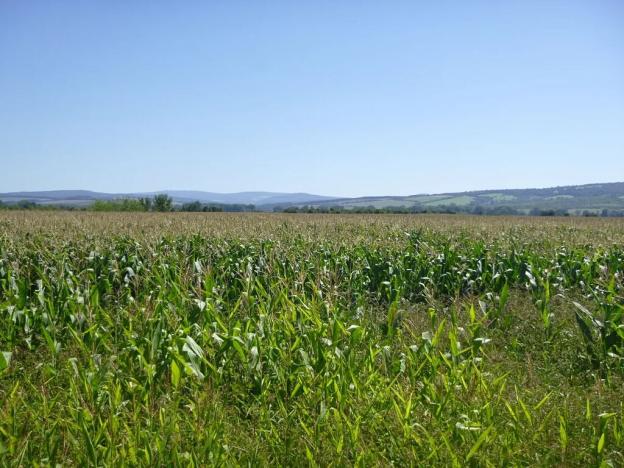 Dražba pozemku pro bydlení, Lipov, 2364 m2