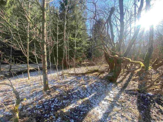 Prodej pozemku, Čachrov - Javorná, 12768 m2