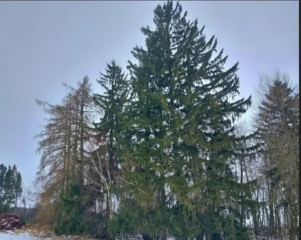 Prodej lesa, Lidmaň, 297 m2