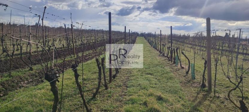 Prodej sadu/vinice, Drnholec, 550 m2