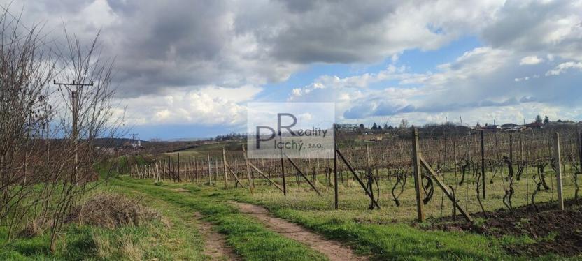 Prodej sadu/vinice, Drnholec, 550 m2