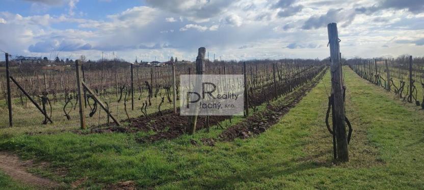 Prodej sadu/vinice, Drnholec, 550 m2