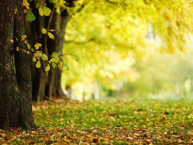 Pronájem rodinného domu, Trnová, 198 m2