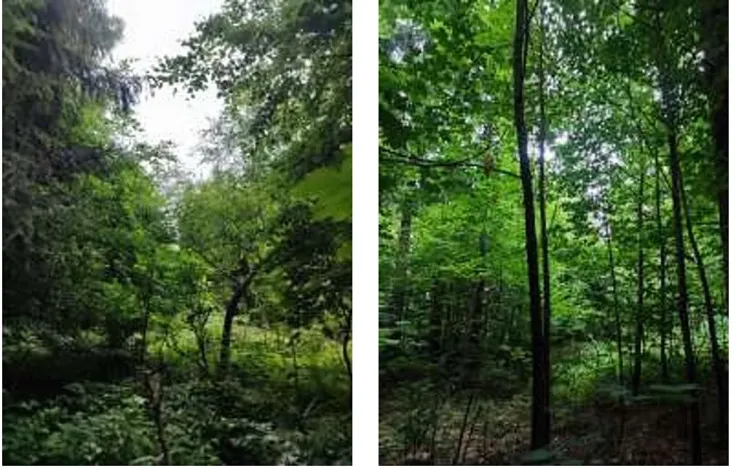 Prodej podílu lesa, Štíty, 11465 m2