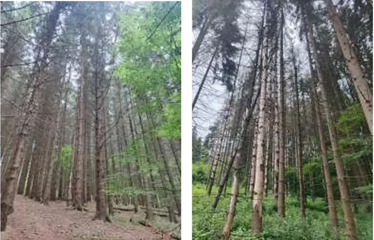 Prodej podílu lesa, Štíty, 11465 m2