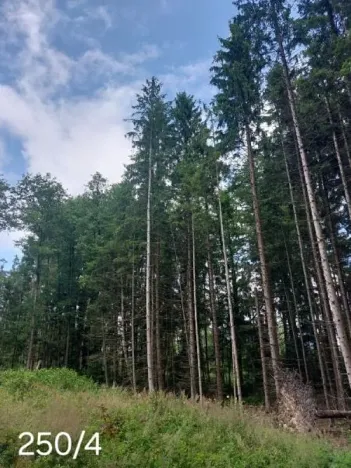 Prodej lesa, Bohdalín, 2728 m2