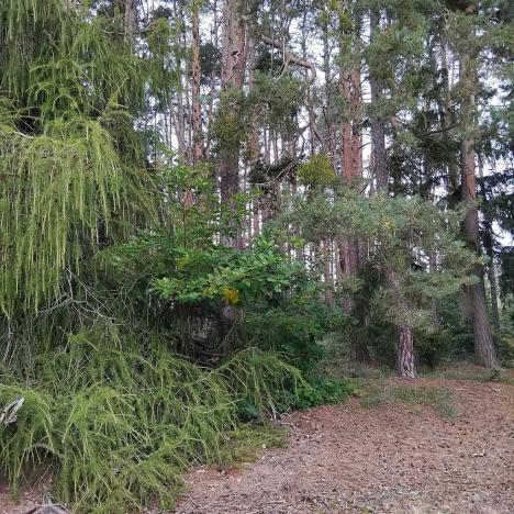 Prodej lesa, Nečín, 14980 m2